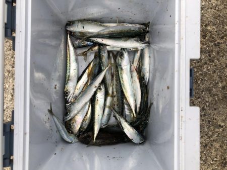 サビキの入れ食い