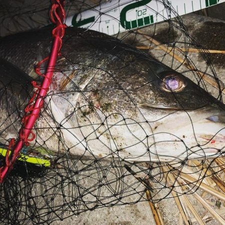 今年初ランカー