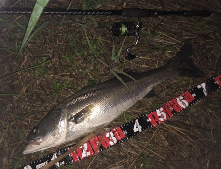 円山川シーバス