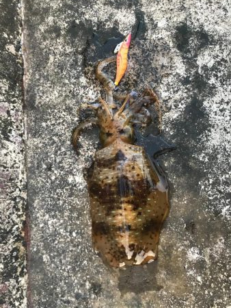 今年初エギングで！！