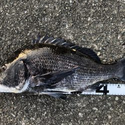 イチノ兄弟、釣果!