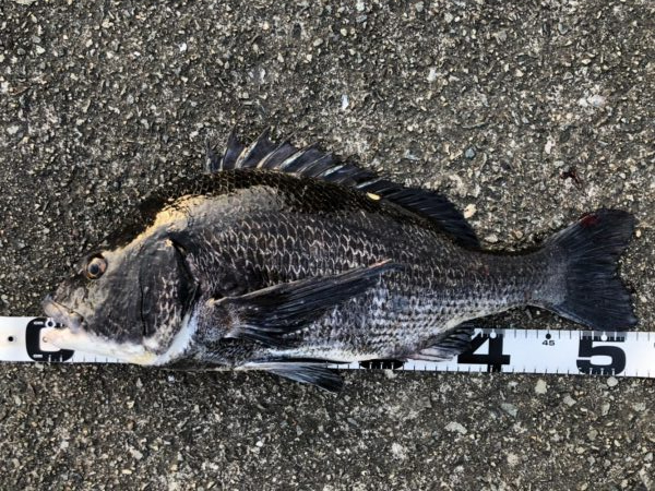 イチノ兄弟、釣果！