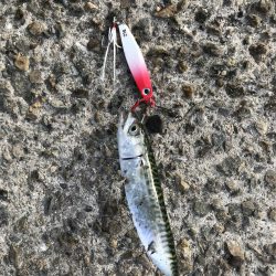 せっかくのタモが…。