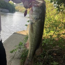 スピナーベイト！