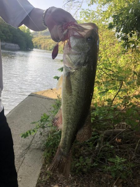 スピナーベイト！