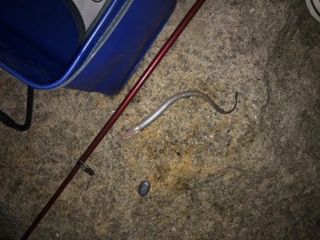 ビッグなゲスト