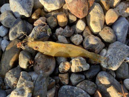 サーフ・イソメ投げ釣り