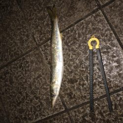 シーバス狙って…