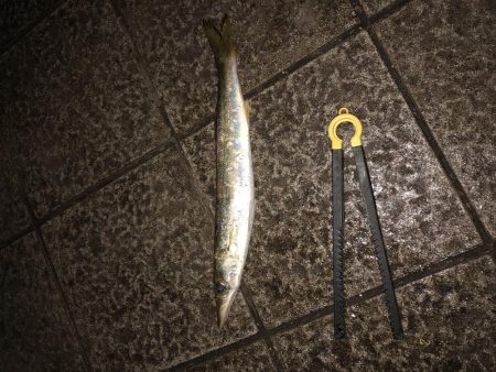 シーバス狙って…