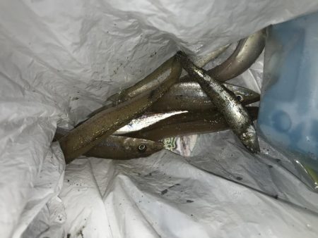 明日は天ぷら〜