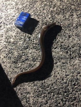 坊主逃れのアナゴ