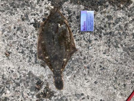 季節外れカレイ