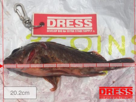 今年初青物❗️