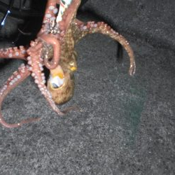 オクトパッシングは!