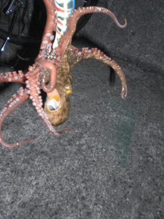 オクトパッシングは！