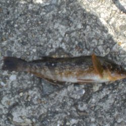 夫婦で、アイナメは！