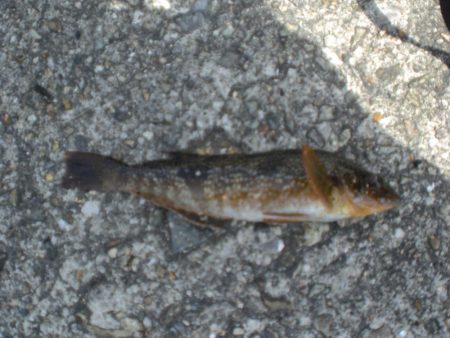 夫婦で、アイナメは！