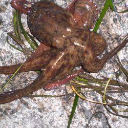 タコおったぞ！