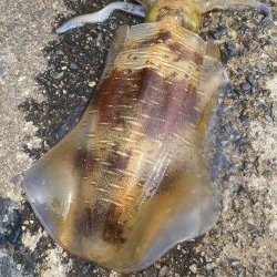 久々のエギング