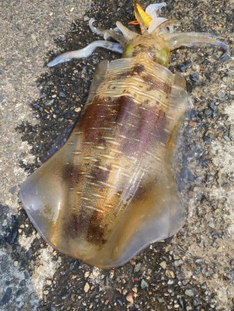 久々のエギング