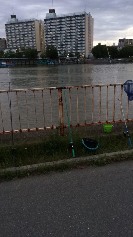 淀川のウナギ  パート2