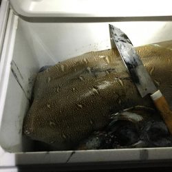 モンゴウイカ　1500g