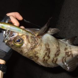 メバルプラッギング好調