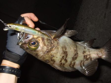 メバルプラッギング好調