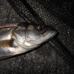 5/19バチパターン調査