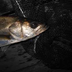 前半はテクトロ。後半はバチパターンで♪