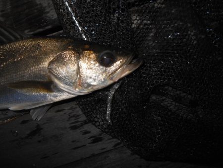 前半はテクトロ。後半はバチパターンで♪