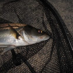 5/22バチパターン調査