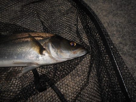 5/22バチパターン調査