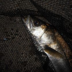 マニックFISHが◎