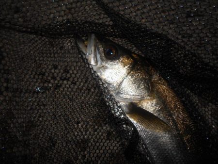 マニックFISHが◎