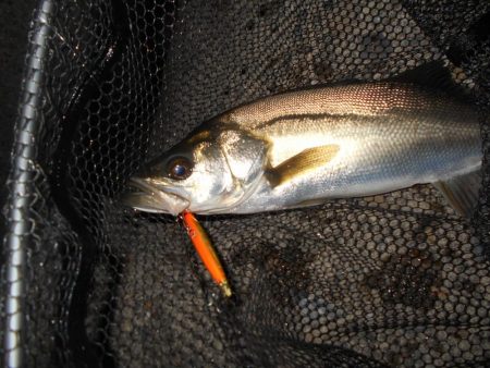 時合いは日没直後