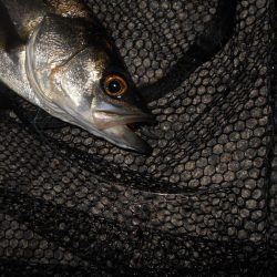 5/27バチパターン調査