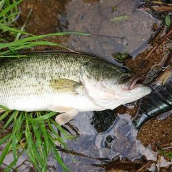 ギガンタレルでどーーーん!