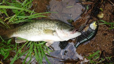 ギガンタレルでどーーーん!