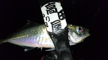 仕事帰りにアジング