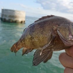 キャロダートでデイゲーム