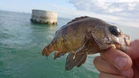 キャロダートでデイゲーム