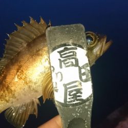 アジはいずこ？！