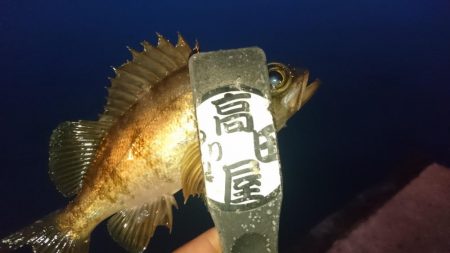 アジはいずこ？！