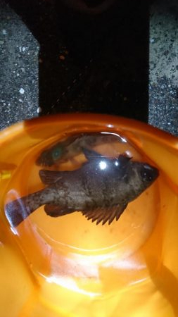 メバル 浮き釣り