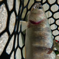 渓流 スプーニングで尺イワナ！