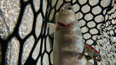 渓流 スプーニングで尺イワナ！