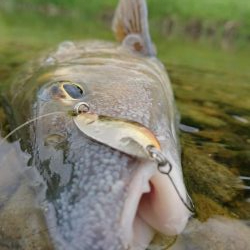 簡単に釣れて引きが強い！釣って楽しいニゴイゲーム