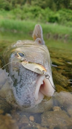 簡単に釣れて引きが強い！釣って楽しいニゴイゲーム