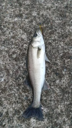 雨のデイ　シーバス